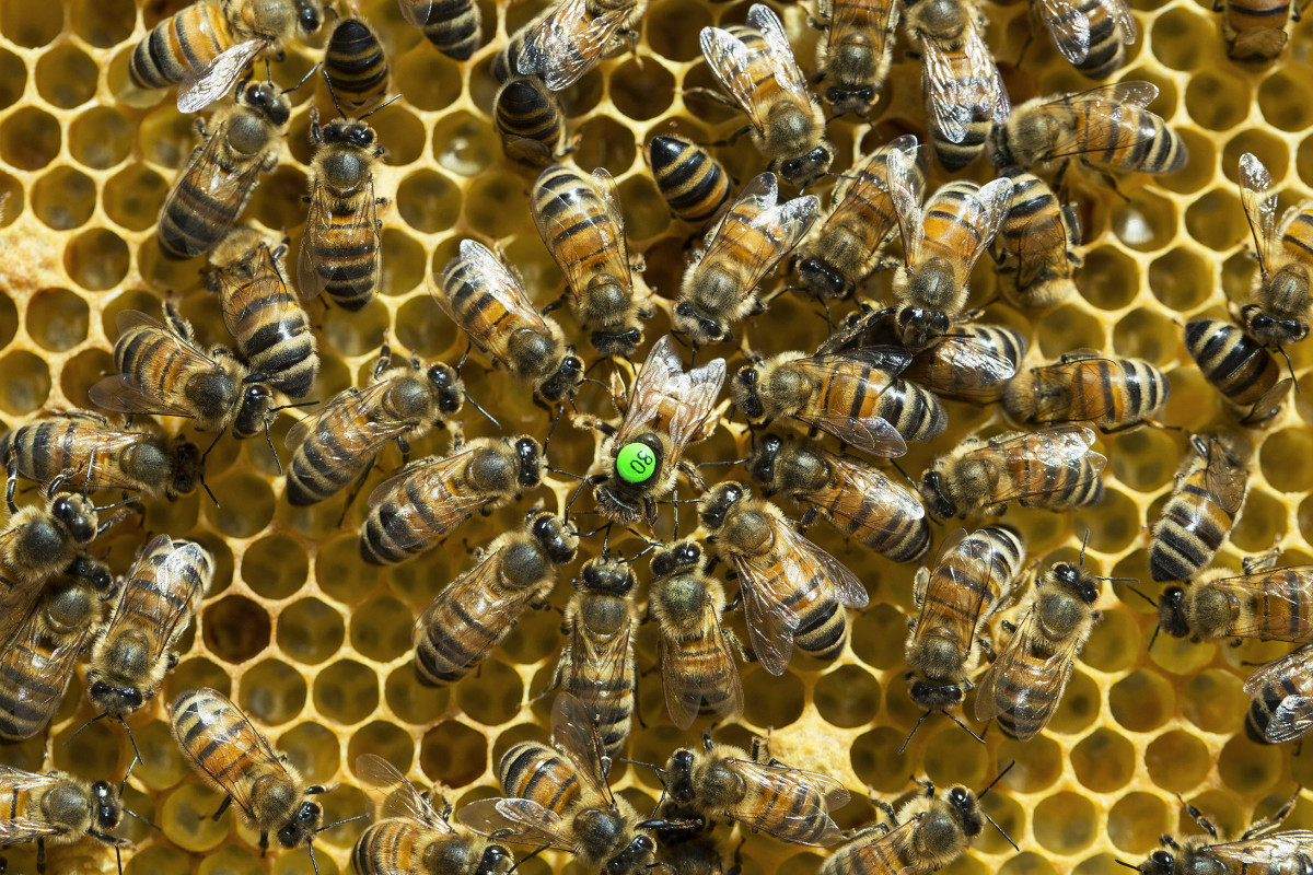 Initiez-vous à l'apiculture - Image n°9 - Wecandoo