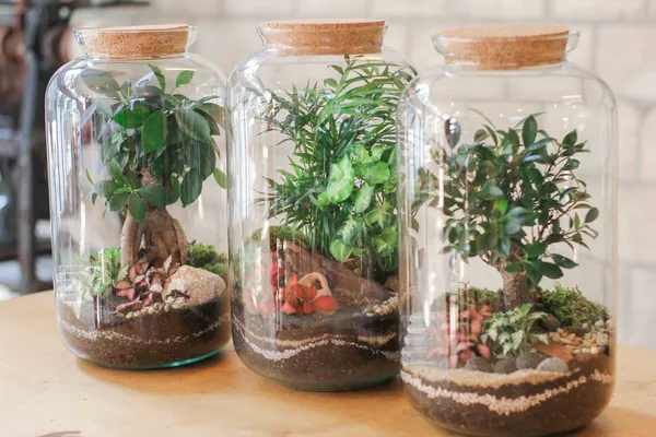 Réalisez votre grand terrarium fermé