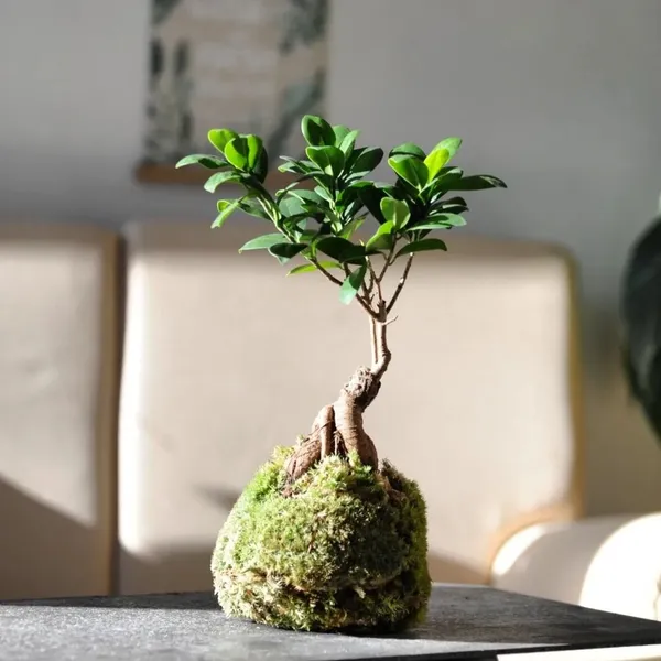 Créez votre kokedama à Bruxelles