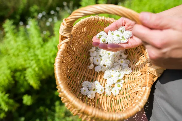 Initiez-vous à la cueillette de plantes sauvages à Rennes