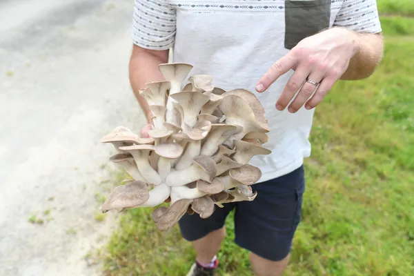 Apprenez à cultiver vos champignons sur bûche à Rennes