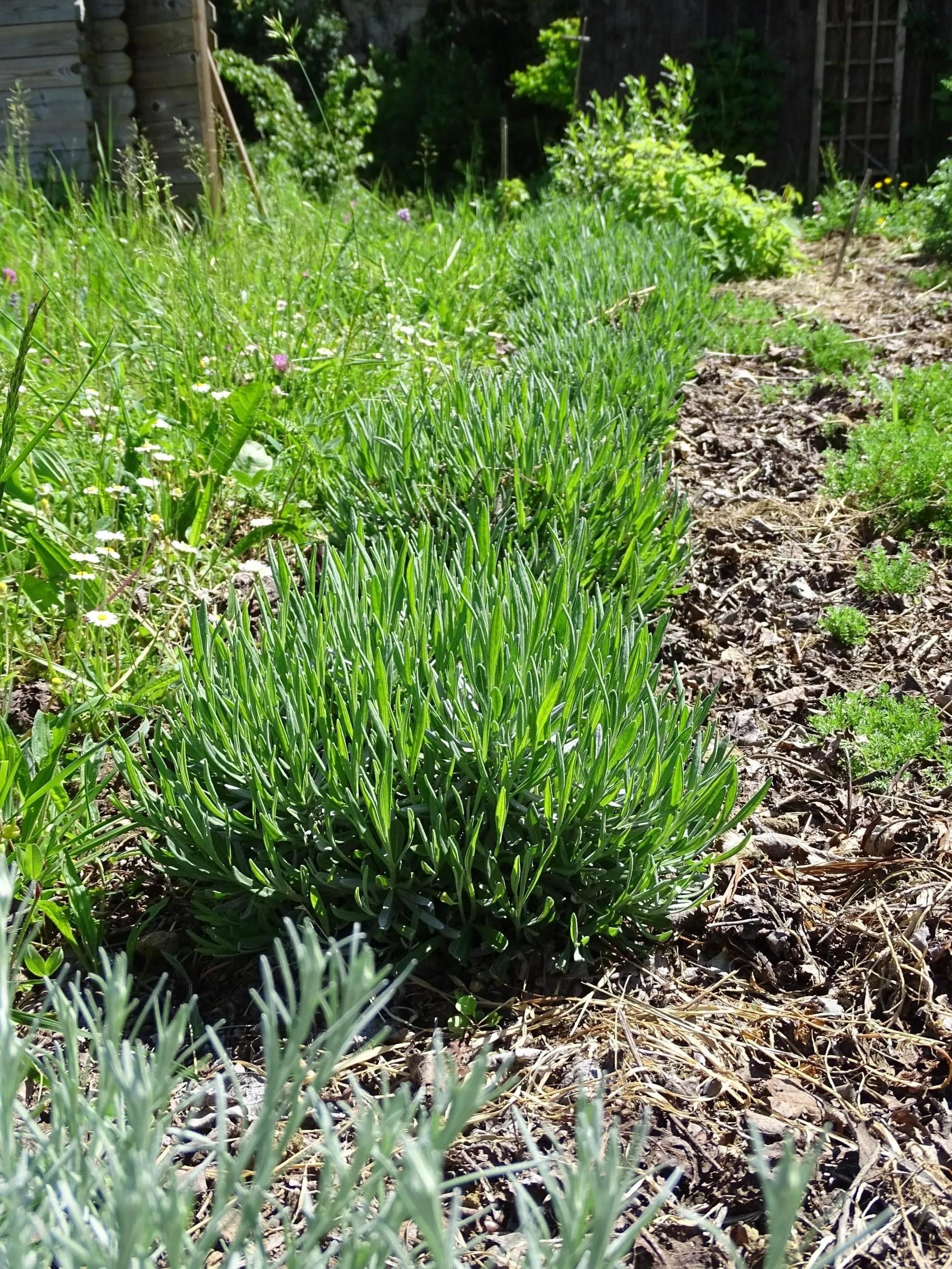 Cueillez des plantes médicinales et dégustez des tisanes avec Sylvie - Image n°9 - Wecandoo
