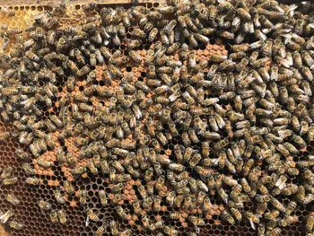 Initiez-vous à l'apiculture à Wavre