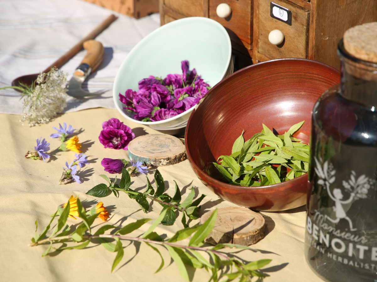 Récoltez vos plantes sauvages - Image n°6 - Wecandoo