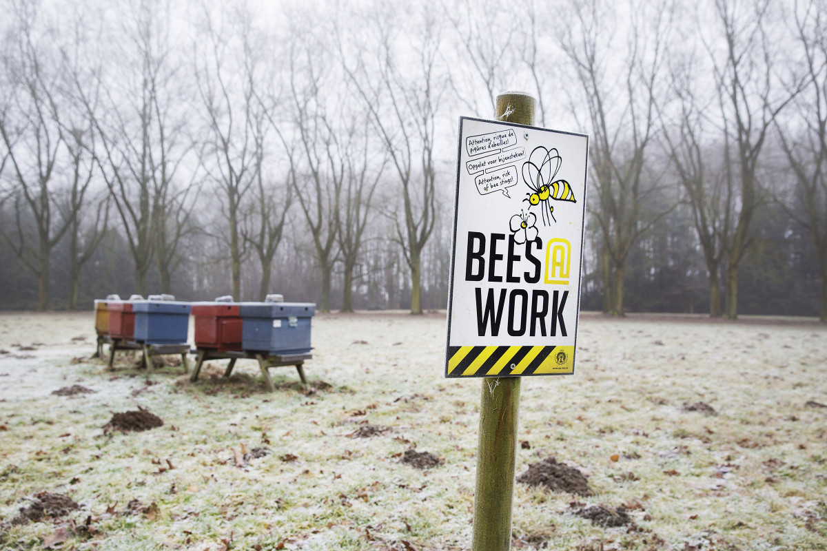 Initiez-vous à l'apiculture - Image n°6 - Wecandoo