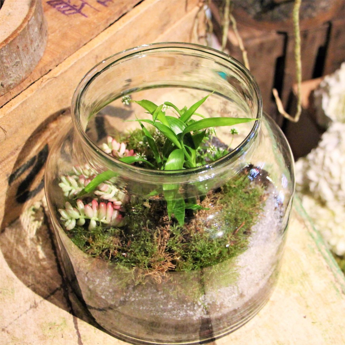Créez votre terrarium - Image n°5 - Wecandoo