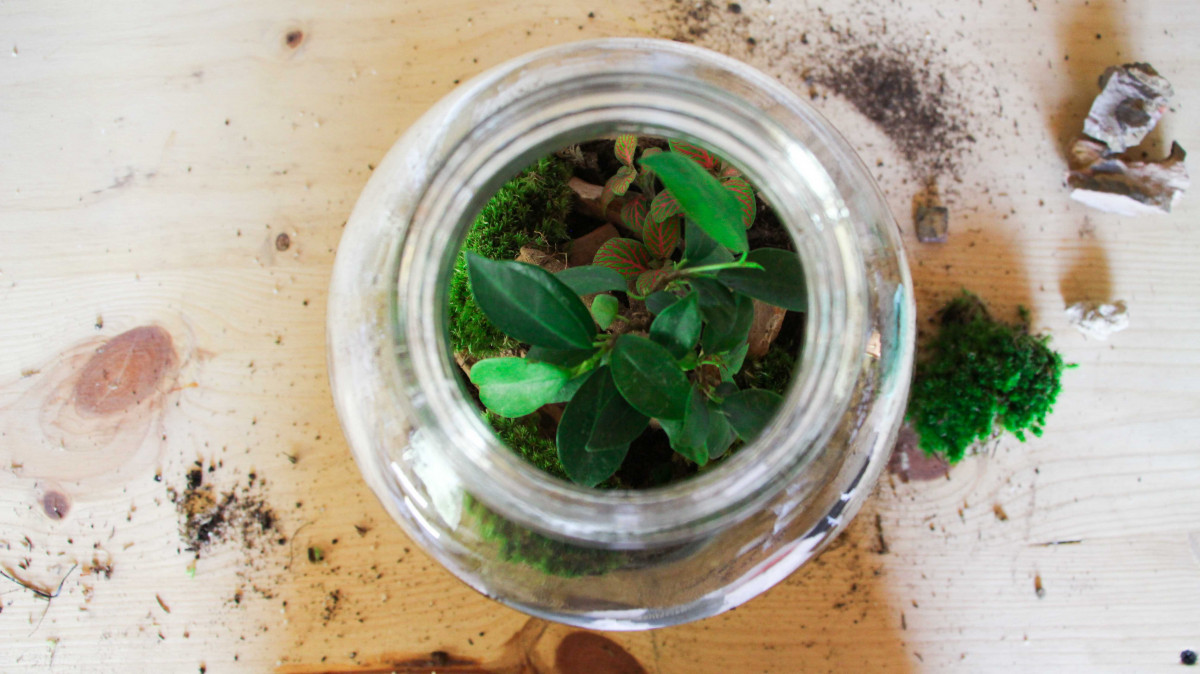 Composez votre terrarium - Image n°4 - Wecandoo