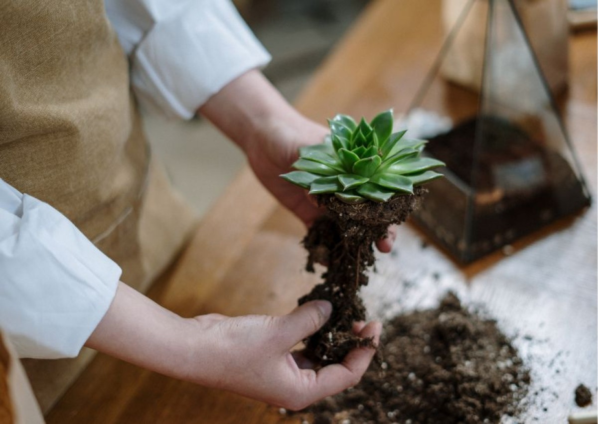 Créez votre terrarium moyen - Image n°5 - Wecandoo